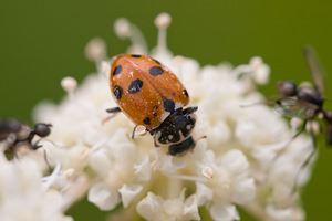 Hippodamia variegata (Coccinellidae)  - Coccinelle des friches - Adonis' Ladybird Meuse [France] 30/07/2011 - 340m