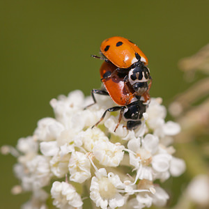 Hippodamia variegata (Coccinellidae)  - Coccinelle des friches - Adonis' Ladybird Meuse [France] 30/07/2011 - 340m