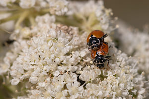 Hippodamia variegata (Coccinellidae)  - Coccinelle des friches - Adonis' Ladybird Meuse [France] 30/07/2011 - 340m