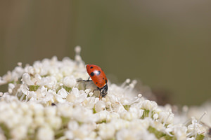 Hippodamia variegata (Coccinellidae)  - Coccinelle des friches - Adonis' Ladybird Meuse [France] 30/07/2011 - 340m