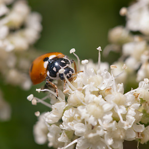 Hippodamia variegata (Coccinellidae)  - Coccinelle des friches - Adonis' Ladybird Meuse [France] 30/07/2011 - 340m