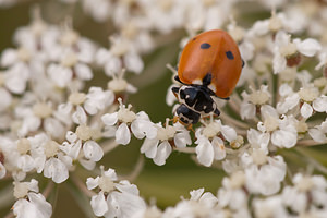 Hippodamia variegata (Coccinellidae)  - Coccinelle des friches - Adonis' Ladybird Meuse [France] 30/07/2011 - 340m