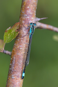 Ischnura elegans (Coenagrionidae)  - Agrion élégant - Blue-tailed Damselfly Ath [Belgique] 17/07/2011 - 20m