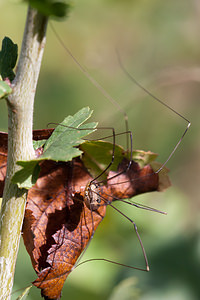 Leiobunum rotundum (Sclerosomatidae)  Ath [Belgique] 17/07/2011 - 20m