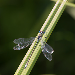 Lestes sponsa (Lestidae)  - Leste fiancé - Emerald Damselfly Ath [Belgique] 17/07/2011 - 20m