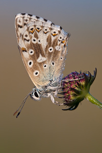 Lysandra coridon (Lycaenidae)  - Argus bleu-nacré - Chalk-hill Blue Meuse [France] 30/07/2011 - 340m