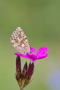 Lysandra coridon (Lycaenidae)  - Argus bleu-nacré - Chalk-hill Blue Vosges [France] 31/07/2011 - 370m