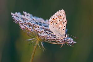 Lysandra coridon (Lycaenidae)  - Argus bleu-nacré - Chalk-hill Blue Vosges [France] 31/07/2011 - 380m