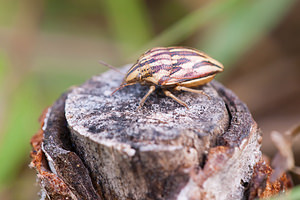 Odontotarsus purpureolineatus (Scutelleridae)  Meuse [France] 30/07/2011 - 340m