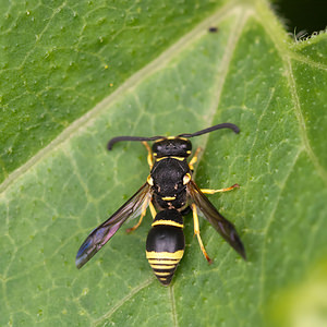 Odynerus reniformis (Vespidae)  Ath [Belgique] 17/07/2011 - 20m