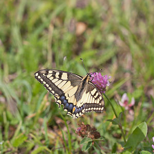 Papilio machaon (Papilionidae)  - Machaon, Grand Porte-Queue Meuse [France] 30/07/2011 - 340m