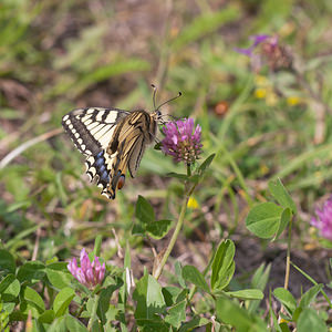 Papilio machaon (Papilionidae)  - Machaon, Grand Porte-Queue Meuse [France] 30/07/2011 - 340m