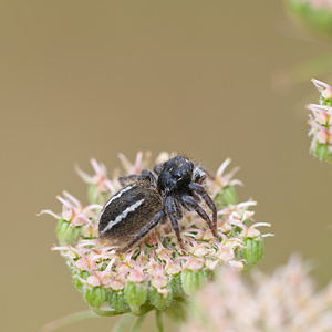 Philaeus chrysops (Salticidae)  - Saltique sanguinolent Meuse [France] 30/07/2011 - 340m