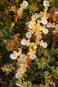 Teucrium montanum (Lamiaceae)  - Germandrée des montagnes Meuse [France] 30/07/2011 - 340m