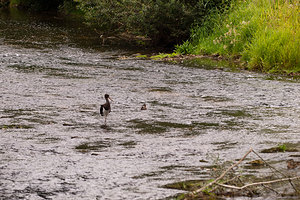 Ciconia nigra (Ciconiidae)  - Cigogne noire - Black Stork Meuse [France] 03/08/2011 - 310m