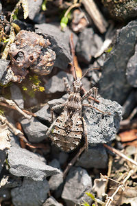 Coranus subapterus (Reduviidae)  Nord [France] 27/08/2011 - 20mou Coranus woodroffei P.V. Putshkov, 1982