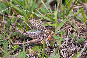 Decticus verrucivorus (Tettigoniidae)  - Dectique verrucivore - Wart-biter Vosges [France] 01/08/2011 - 380m