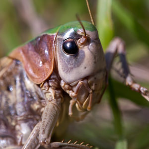 Decticus verrucivorus Dectique verrucivore Wart-biter