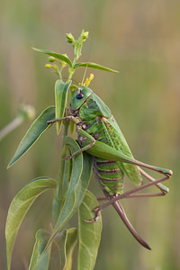 Decticus verrucivorus (Tettigoniidae)  - Dectique verrucivore - Wart-biter Meuse [France] 02/08/2011 - 280m