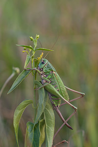 Decticus verrucivorus (Tettigoniidae)  - Dectique verrucivore - Wart-biter Meuse [France] 02/08/2011 - 290m