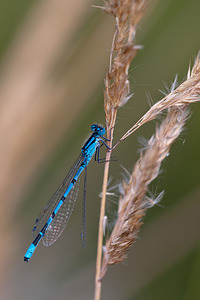 Enallagma cyathigerum (Coenagrionidae)  - Agrion porte-coupe - Common Blue Damselfly Nord [France] 27/08/2011 - 20m