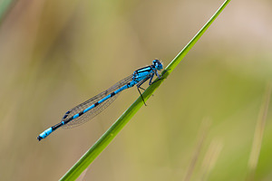 Enallagma cyathigerum (Coenagrionidae)  - Agrion porte-coupe - Common Blue Damselfly Nord [France] 27/08/2011 - 20m