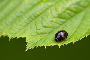 Exochomus quadripustulatus (Coccinellidae)  - Pine Ladybird Nord [France] 06/08/2011 - 40m