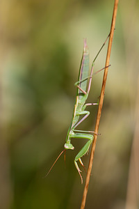 Mantis religiosa (Mantidae)  - Mante religieuse - Praying Mantis Vosges [France] 01/08/2011 - 370m