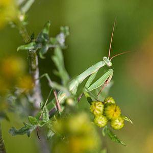 Mantis religiosa (Mantidae)  - Mante religieuse - Praying Mantis Vosges [France] 01/08/2011 - 370m