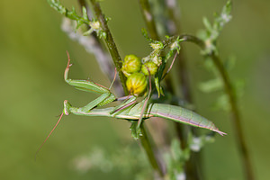 Mantis religiosa (Mantidae)  - Mante religieuse - Praying Mantis Vosges [France] 01/08/2011 - 370m