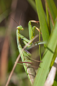 Mantis religiosa (Mantidae)  - Mante religieuse - Praying Mantis Vosges [France] 01/08/2011 - 370m