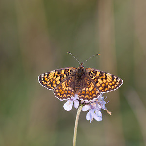 Melitaea phoebe (Nymphalidae)  - Mélitée des Centaurées, Grand Damier Meuse [France] 02/08/2011 - 280m