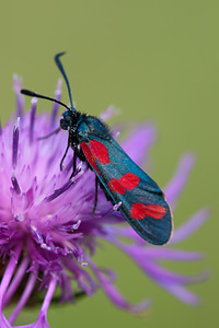 Zygaena loti (Zygaenidae)  - Zygène du Lotier, la Zygène du Fer-à-Cheval, Zygène de la Faucille, Zygène de lHippocrepis - Slender Scotch Burnet Meuse [France] 02/08/2011 - 310m