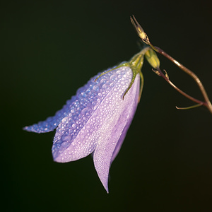 Campanula rotundifolia (Campanulaceae)  - Campanule à feuilles rondes - Harebell Marne [France] 15/09/2011 - 140m