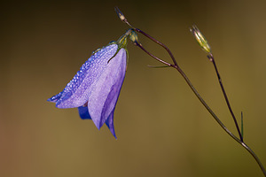 Campanula rotundifolia (Campanulaceae)  - Campanule à feuilles rondes - Harebell Marne [France] 15/09/2011 - 140m