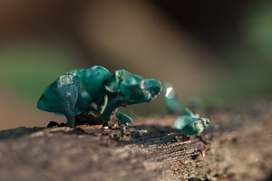 Chlorociboria aeruginascens (Helotiaceae)  - Green Elfcup  [France] 14/09/2011 - 250m