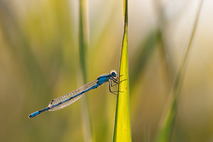 Enallagma cyathigerum (Coenagrionidae)  - Agrion porte-coupe - Common Blue Damselfly Nord [France] 16/09/2011 - 180m