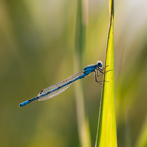 Enallagma cyathigerum (Coenagrionidae)  - Agrion porte-coupe - Common Blue Damselfly Nord [France] 16/09/2011 - 180m