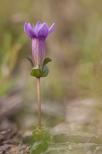 Gentianella germanica (Gentianaceae)  - Gentianelle d'Allemagne, Gentiane d'Allemagne - Chiltern Gentian Meuse [France] 16/09/2011 - 340m