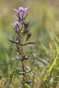 Gentianella germanica (Gentianaceae)  - Gentianelle d'Allemagne, Gentiane d'Allemagne - Chiltern Gentian Meuse [France] 16/09/2011 - 340m