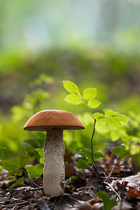 Leccinum scabrum (Boletaceae)  - Bolet rude - Brown Birch Bolete  [France] 14/09/2011 - 250m