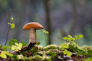 Leccinum scabrum (Boletaceae)  - Bolet rude - Brown Birch Bolete  [France] 14/09/2011 - 250m