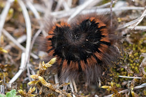 Macrothylacia rubi (Lasiocampidae)  - Bombyx de la Ronce, Polyphage - Fox Moth Meuse [France] 15/09/2011 - 340m