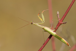 Mantis religiosa (Mantidae)  - Mante religieuse - Praying Mantis Marne [France] 14/09/2011 - 160m