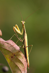 Mantis religiosa (Mantidae)  - Mante religieuse - Praying Mantis Marne [France] 14/09/2011 - 160m