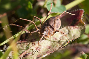 Odiellus spinosus (Phalangiidae)  Marne [France] 15/09/2011 - 160m