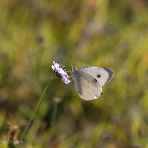 Pieris brassicae (Pieridae)  - Piéride du Chou, Grande Piéride du Chou, Papillon du Chou - Large White Marne [France] 15/09/2011 - 160m