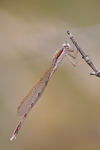 Sympecma fusca (Lestidae)  - Leste brun - Brown Emerald Damselfly Marne [France] 14/09/2011 - 160m