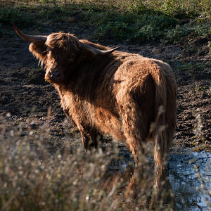 Bos taurus (Bovidae)  - Boeuf domestique,  Vache domestique - Cow, Park Cattle Pas-de-Calais [France] 01/10/2011 - 30m