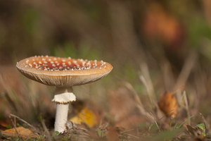 Amanita muscaria (Amanitaceae)  - Amanite tue-mouches, Fausse oronge - Fly Agaric Ath [Belgique] 13/11/2011 - 20m